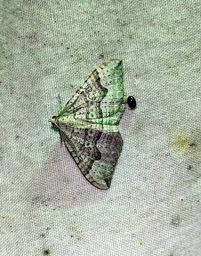Alpine Zenophleps