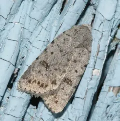 Speckled Rustic thumbnail 2