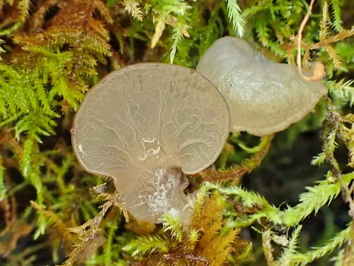 Arrhenia lobata