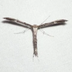 Black-marked Plume Moth thumbnail 4