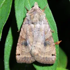 Smith's Dart thumbnail 4