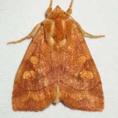 Aspen Twoleaf Tier Moth thumbnail 4