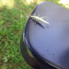 Narrow-winged Tree Cricket thumbnail 3