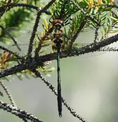 Delicate Emerald thumbnail 2