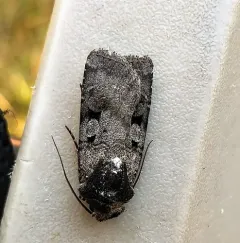 White-striped Dart thumbnail 2