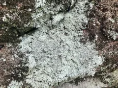 Lesser Lichen Vulgaris thumbnail 2