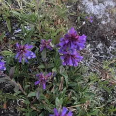 Small-flower Beardtongue thumbnail 4