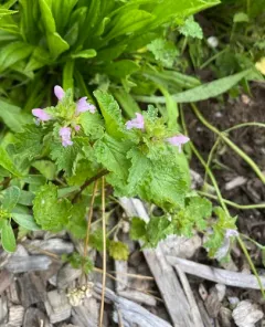 cutleaf deadnettle thumbnail 3