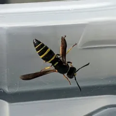 Pitted Mason Wasp thumbnail 4