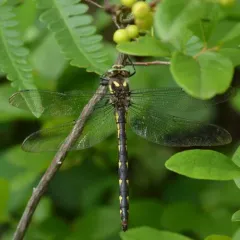 Delta-spotted Spiketail thumbnail 1