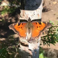 California Tortoiseshell thumbnail 4