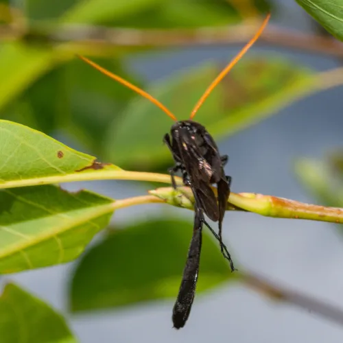 Thyreodon atricolor