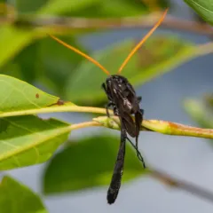 Thyreodon atricolor thumbnail 1