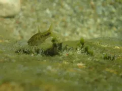 Leopard Dace thumbnail 2