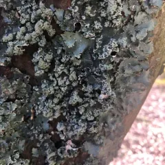 Speckled Greenshield thumbnail 3