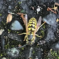 Western Yellowjacket thumbnail 2