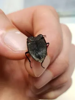 Embaphion muricatum thumbnail 3