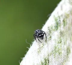 Flower Jumping Spider thumbnail 3