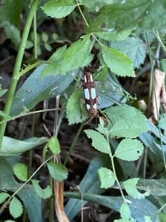 Spotted Apple Tree Borer thumbnail 3