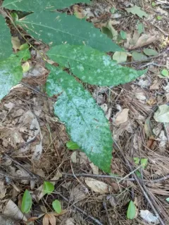 Erysiphe castaneae thumbnail 4