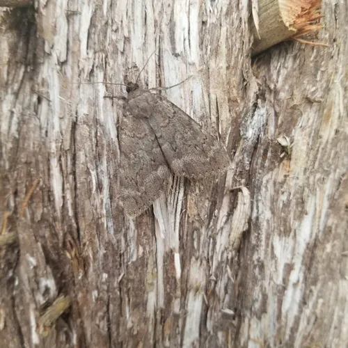 Obscure Underwing