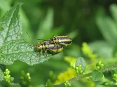 Trirhabda adela thumbnail 4
