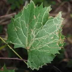 Phyllocnistis vitifoliella thumbnail 4