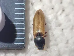 Ctenicera angularis thumbnail 3