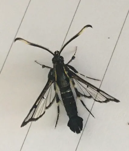 Western Willow Clearwing Moth