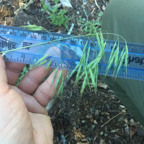 Cheatgrass