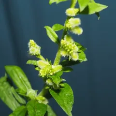 Downy Flower Gall Midge thumbnail 2