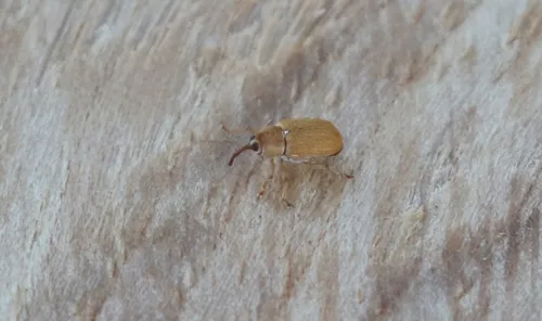 Lignyodes auratus