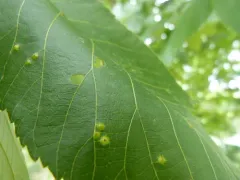 Hickory Spiny Ball Gall Midge thumbnail 2