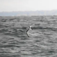 Black-legged Kittiwake thumbnail 3