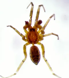 Phrurotimpus alarius thumbnail 2