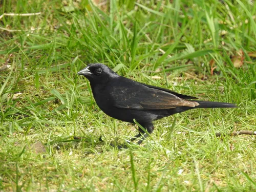 Shiny Cowbird
