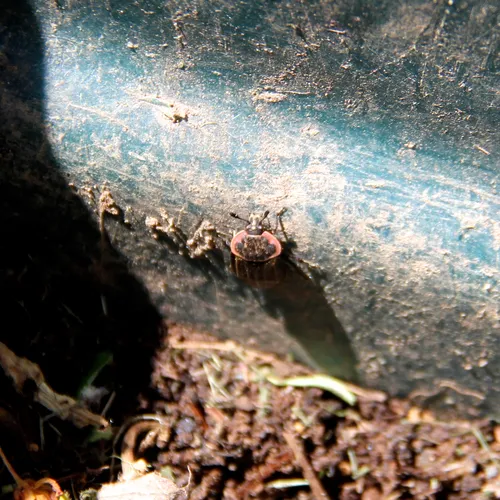 Margined Carrion Beetle
