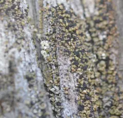 Old-Growth Clam Lichen thumbnail 3