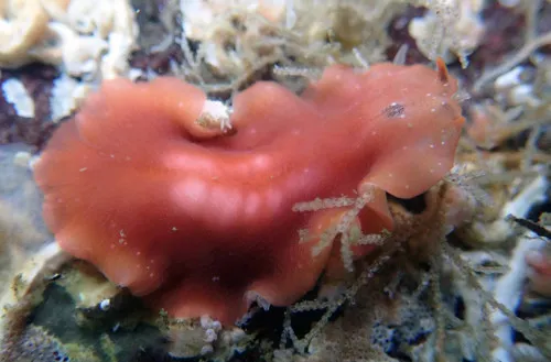 Eurylepta aurantiaca