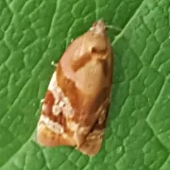 Red-barred Tortrix thumbnail 2