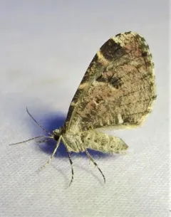 Stamnodes blackmorei thumbnail 4