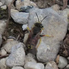 Oblong Woolcarder Bee thumbnail 3
