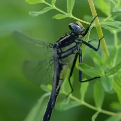 Midland Clubtail thumbnail 1