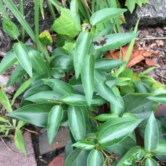 black swallow-wort thumbnail 3