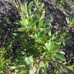Grayleaf Willow thumbnail 2