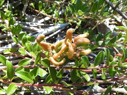 Bearberry Redleaf