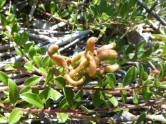 Bearberry Redleaf thumbnail 1