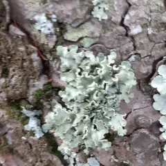 Yellow Ribbon Lichen thumbnail 3