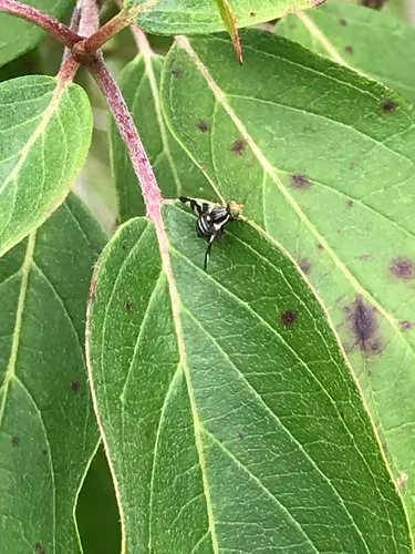 Rhagoletis cornivora