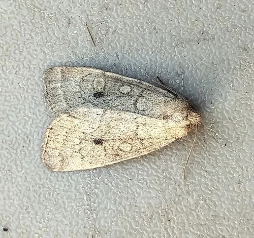 Spartina Borer Moth